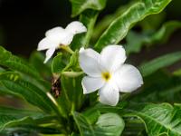 Blüte der Duftenden Frangipani